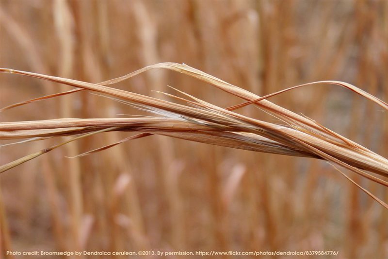 Broomsedge In The Pasture